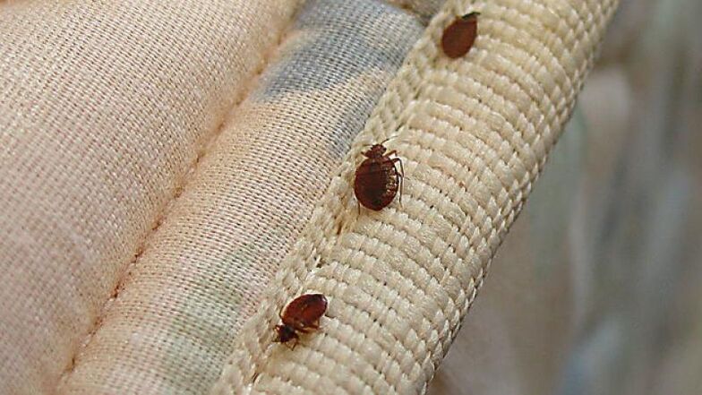 bedbugs for alcohol withdrawal